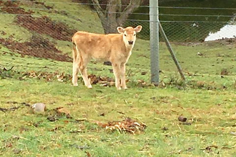 Interactive Farm Tours On A Beef, Lamb And Duck Farm - Redcliffe Tourism 7