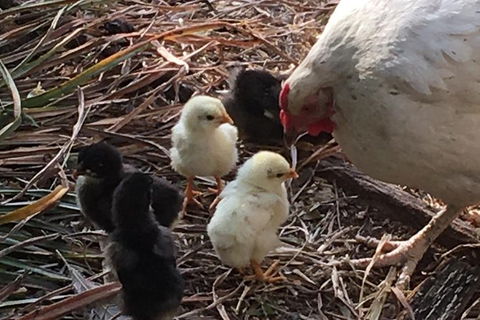 Interactive Farm Tours On A Beef, Lamb And Duck Farm - Redcliffe Tourism 6