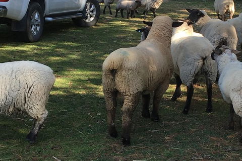 Interactive Farm Tours On A Beef, Lamb And Duck Farm - Redcliffe Tourism 4