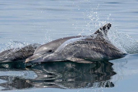 Julian Rocks Byron Bay Cruise - Redcliffe Tourism 1