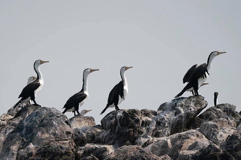 Julian Rocks Byron Bay Cruise - Redcliffe Tourism 10