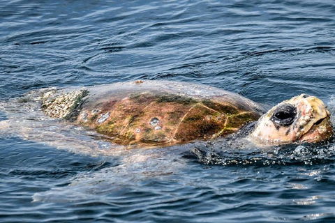 Julian Rocks Byron Bay Cruise - Redcliffe Tourism 16