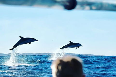 Julian Rocks Byron Bay Cruise - Redcliffe Tourism 18