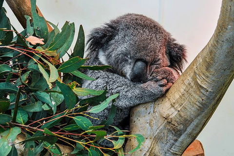 Blue Mountains Highlights, Wildlife Park And Scenic World Full Day Private Tour - Redcliffe Tourism 1