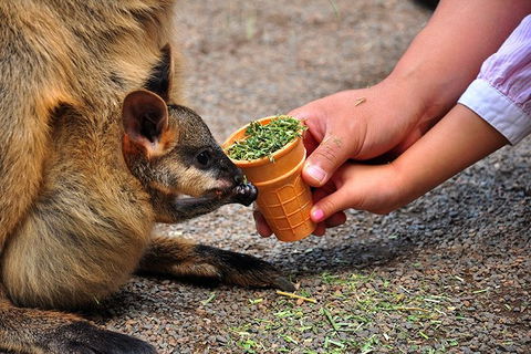 Blue Mountains Highlights, Wildlife Park And Scenic World Full Day Private Tour - Redcliffe Tourism 3