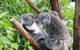 Classic Kuranda By Skyrail And Scenic Railway Including Rainforestation, Koala And Wildlife Park And Pamagirri Aboriginal Experi - thumb 4