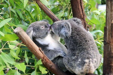 Classic Kuranda By Skyrail And Scenic Railway Including Rainforestation, Koala And Wildlife Park And Pamagirri Aboriginal Experi - Redcliffe Tourism 4