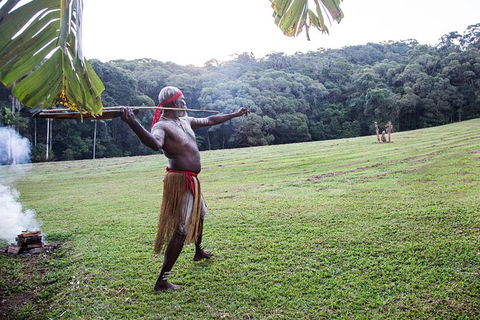 Classic Kuranda By Skyrail And Scenic Railway Including Rainforestation, Koala And Wildlife Park And Pamagirri Aboriginal Experi - Redcliffe Tourism 5