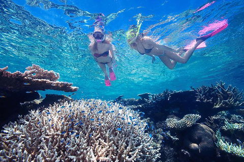Great Barrier Reef Scenic Helicopter Tour And Cruise From Cairns - Redcliffe Tourism 5