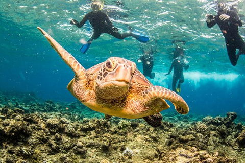 Great Barrier Reef Diving And Snorkeling Cruise From Cairns - Redcliffe Tourism 8