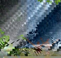 Atherton Tablelands Waterfalls Tour from Cairns - Redcliffe Tourism
