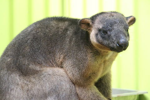 2-Day Green Island Cruise And Kuranda Day Trip - Redcliffe Tourism 5