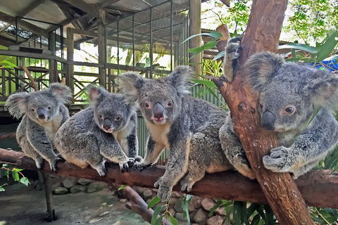 2-Day Green Island Cruise And Kuranda Day Trip - Redcliffe Tourism 6