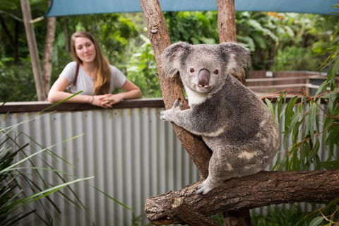Hartley\'s Crocodile Adventures Wildlife Encounter Day Trip From Cairns - Redcliffe Tourism 1