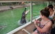 Hartley\'s Crocodile Adventures Wildlife Encounter Day Trip From Cairns - thumb 0