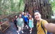 Barron Gorge And Kuranda National Park Half Day Rainforest And Waterfall 4WD Tour From Cairns - thumb 2