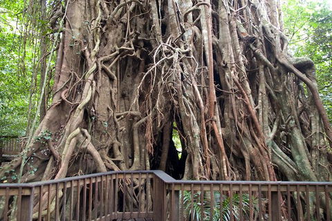Barron Gorge And Kuranda National Park Half Day Rainforest And Waterfall 4WD Tour From Cairns - Redcliffe Tourism 8
