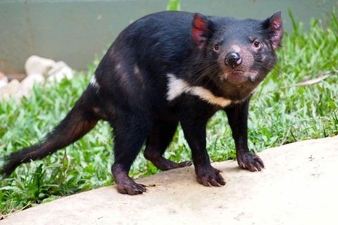 Kuranda Highlights Including Rainforestation Aboriginal Culture And Wildlife - Redcliffe Tourism 7
