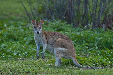 Cairns 4WD Waterfall And Rainforest Tour Including Kuranda Scenic Railway - Redcliffe Tourism 7