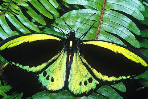 Cairns 4WD Waterfall And Rainforest Tour Including Kuranda Scenic Railway - Redcliffe Tourism 1