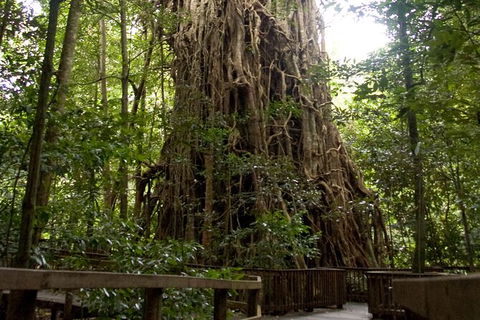 Cairns 4WD Waterfall And Rainforest Tour Including Kuranda Scenic Railway - Redcliffe Tourism 5