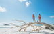 Whitehaven Beach & Hill Inlet \