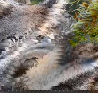 Kuranda Koala Gardens General Entry Ticket - Redcliffe Tourism