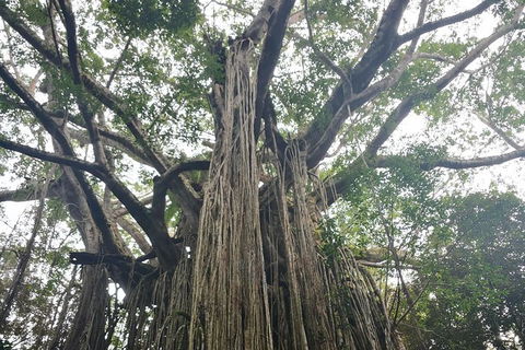 Historic Village Herberton And Tableland Tour - Redcliffe Tourism 5