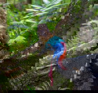 Daintree Afternoon Nocturnal Nature and Wildlife Tour - Redcliffe Tourism