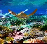 4-Day Cairns Ultimate Combo Daintree Rainforest Reef Kuranda  Paronella Park - Redcliffe Tourism