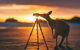 Wildlife Tour - Kangaroos On The Beach At Sunrise - thumb 2
