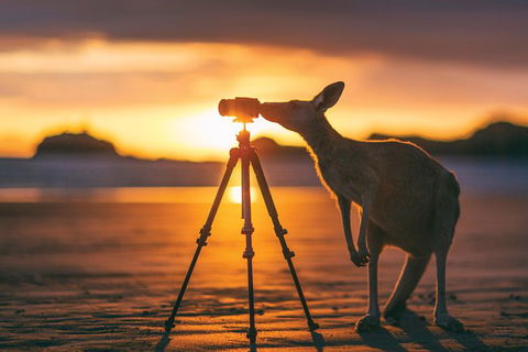 Wildlife Tour - Kangaroos On The Beach At Sunrise - Redcliffe Tourism 2