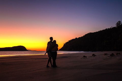Wildlife Tour - Kangaroos On The Beach At Sunrise - Redcliffe Tourism 5