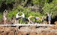 Wildlife Tour - Kangaroos On The Beach At Sunrise - thumb 1
