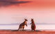 Wildlife Tour - Kangaroos On The Beach At Sunrise - thumb 0