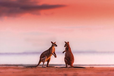 Wildlife Tour - Kangaroos On The Beach At Sunrise - Redcliffe Tourism 0