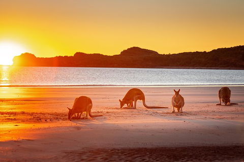 Wildlife Tour - Kangaroos On The Beach At Sunrise - Redcliffe Tourism 13