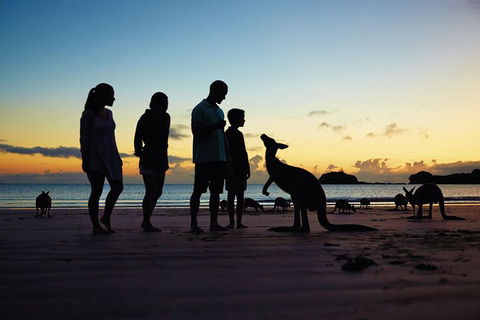 Wildlife Tour - Kangaroos On The Beach At Sunrise - Redcliffe Tourism 6