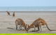Wildlife Tour - Kangaroos On The Beach At Sunrise - thumb 3