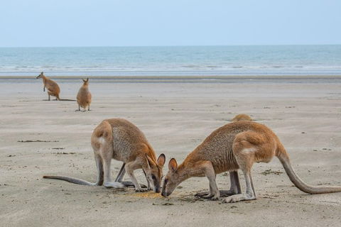 Wildlife Tour - Kangaroos On The Beach At Sunrise - Redcliffe Tourism 3