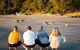 Wildlife Tour - Kangaroos On The Beach At Sunrise - thumb 12