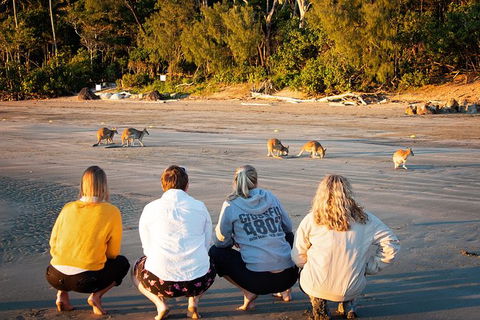 Wildlife Tour - Kangaroos On The Beach At Sunrise - Redcliffe Tourism 12