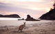 Wildlife Tour - Kangaroos On The Beach At Sunrise - thumb 8