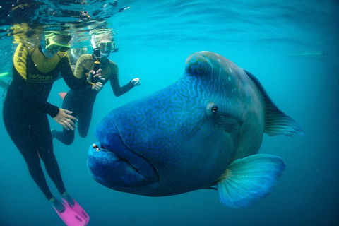 2Day 2 Night Sail, Snorkel & SUP Adventure Whitsundays Single - Redcliffe Tourism 2