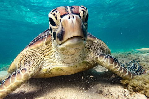 2Day 2 Night Sail, Snorkel & SUP Adventure Whitsundays Single - Redcliffe Tourism 7