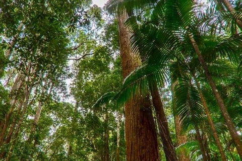 3-Day Fraser Island Hiking And 4WD Adventure From Hervey Bay - Redcliffe Tourism 1