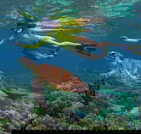 3 Day Cape Tribulation and Great Barrier Reef Package - Redcliffe Tourism