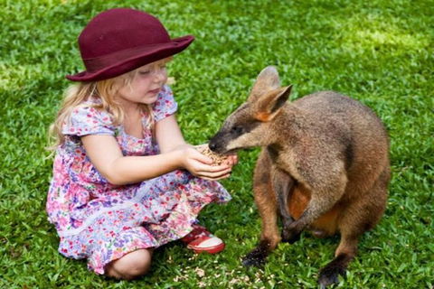 Kuranda Day Tour + HotAir Balloon Combo - Redcliffe Tourism 14