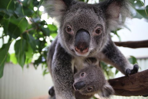 Kuranda Day Tour, TKS-RFS GRAND GOLD PLUS 0930 - Redcliffe Tourism 5