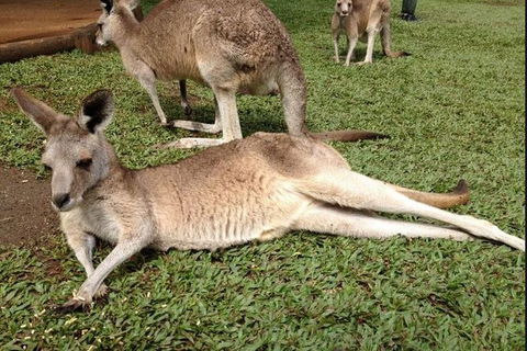 Kuranda Day Tour, TKS-RFS GRAND GOLD PLUS 0930 - Redcliffe Tourism 2